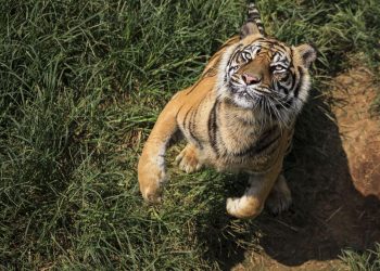 Apakah Harimau Jawa Masih Eksis hingga Kini?