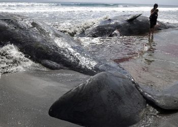 Paus Terkepung di Pantai Jepang Usai Gempa Dahsyat Guncang Rusia