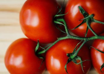 Studi Terbaru Menunjukkan Tomat Adalah Leluhur Kentang