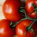 Studi Terbaru Menunjukkan Tomat Adalah Leluhur Kentang