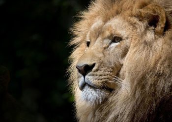 Warga Diminta Sumbang Hewan Peliharaan untuk Makanan Singa Kebun Binatang