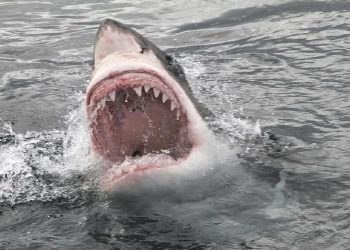 Hiu Terancam Kehilangan Gigi, Studi Mengungkap Penyebabnya