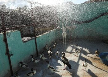 Hewan Terancam Akibat Gelombang Panas di Suriah