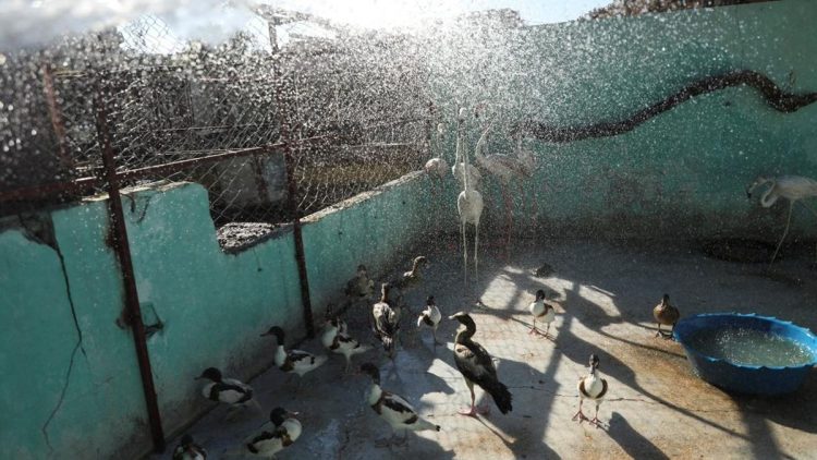 Hewan Terancam Akibat Gelombang Panas di Suriah