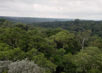 Bumi Makin Gawat, Tanda-tanda Terlihat di Hutan Amazon