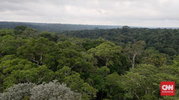 Bumi Makin Gawat, Tanda-tanda Terlihat di Hutan Amazon