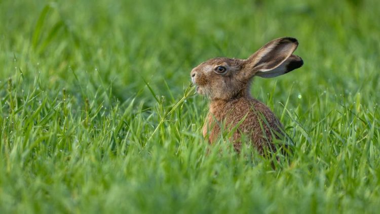 Kelinci Frankenstein Berwajah Tentakel Menggegerkan Warga