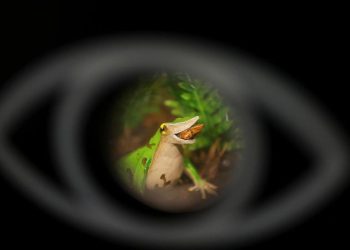 Upaya Terakhir Menyelamatkan Katak Darwin dari Kepunahan