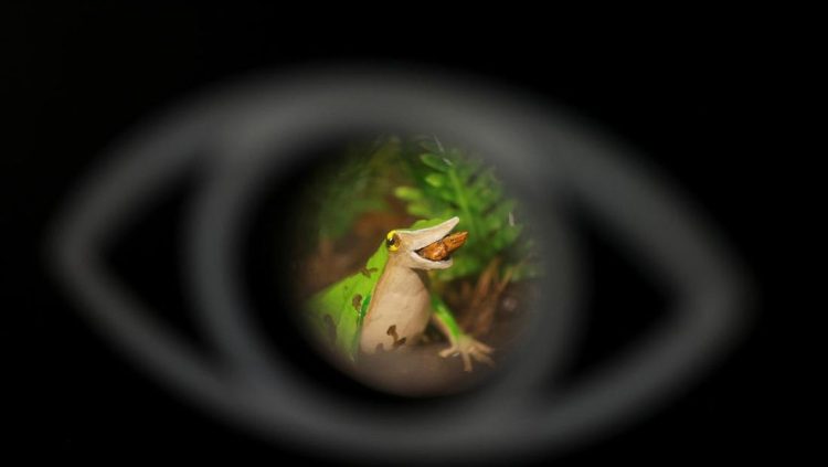 Upaya Terakhir Menyelamatkan Katak Darwin dari Kepunahan