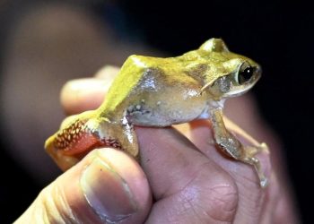 Penemuan Spesies Baru di Kawasan Karst Kamboja