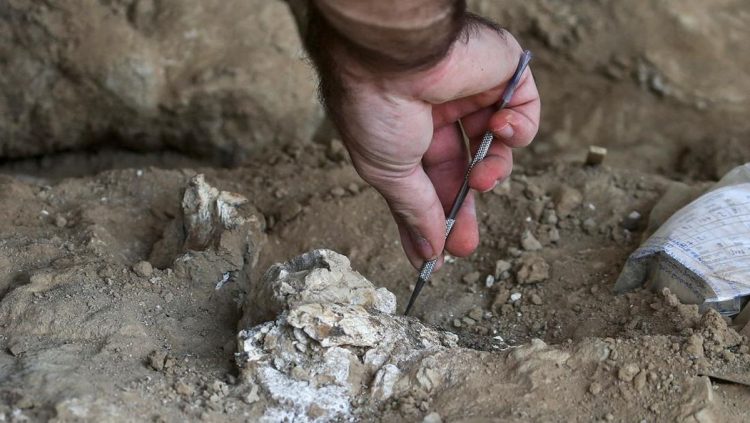 Penemuan Tulang Rahang Manusia Purba Usia 1,8 Juta Tahun