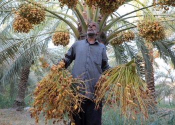 Kurma Irak Memerlukan Air di Gurun Tandus