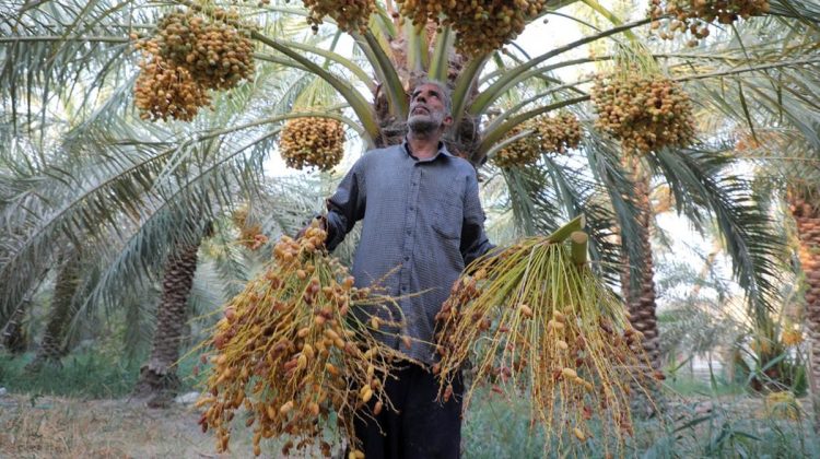Kurma Irak Memerlukan Air di Gurun Tandus