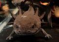 Naga Imut Axolotl Kini Menjadi Duta Konservasi