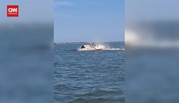 Paus Mati Setelah Tertabrak Kapal di New Jersey AS