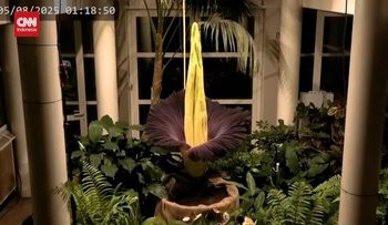 Penampakan Bungai Bangkai Mekar di Kebun Raya Polandia