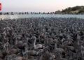 Danau di Spanyol Dipenuhi Ribuan Flamingo Pasca Kekeringan