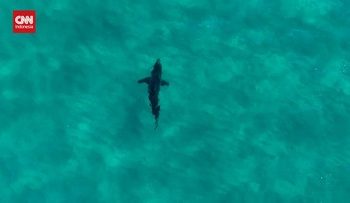 Hiu Memecahkan Papan Peselancar di Australia