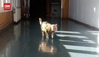 Aksi Menggemaskan Naruto Kucing Maskot Polisi di Kota Kecil Chile