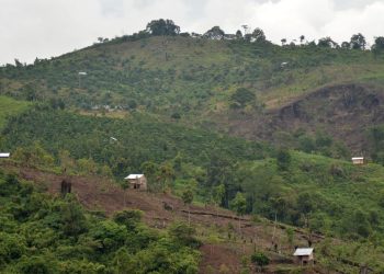 Studi Menemukan 6000 Orang di Indonesia Meninggal Karena Deforestasi