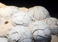 Fosil Telur Dinosaurus Berusia 86 Juta Tahun Ditemukan di Tiongkok
