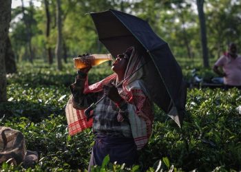 Perjuangan Pemetik Teh di India Saat Menghadapi Krisis Iklim