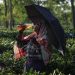 Perjuangan Pemetik Teh di India Saat Menghadapi Krisis Iklim