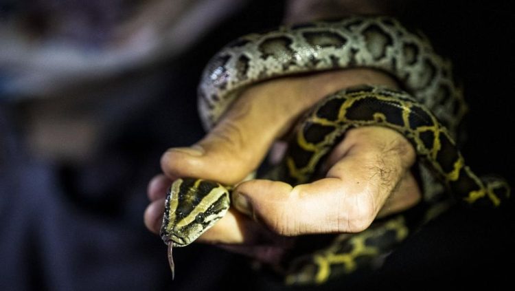 Waspada Warga Indonesia Akan Sering Bertemu Ular Kobra