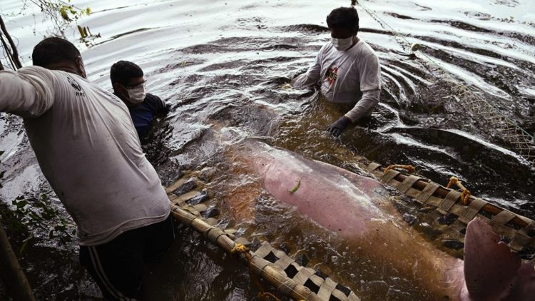 Menyelamatkan Lumba-lumba Pink di Sungai Amazon agar Tidak Punah