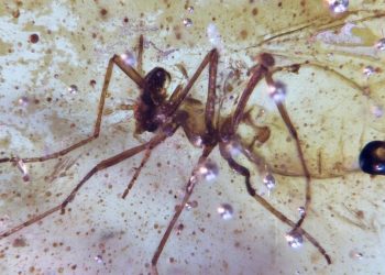 Temukan Serangga Purba Berusia 112 Juta Tahun di Amber dari Amazon