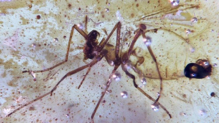 Temukan Serangga Purba Berusia 112 Juta Tahun di Amber dari Amazon