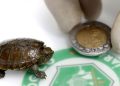 Penampakan Kura-kura Terkecil di Dunia yang Ditemukan di Meksiko