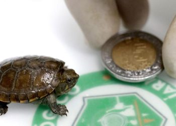 Penampakan Kura-kura Terkecil di Dunia yang Ditemukan di Meksiko