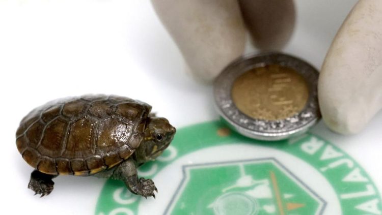 Penampakan Kura-kura Terkecil di Dunia yang Ditemukan di Meksiko