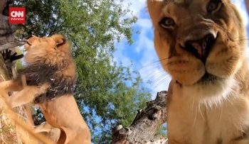 Momen Singa Bermain dengan Kamera CCTV Memperlihatkan Bagian Dalam Mulutnya