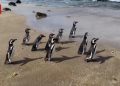Sembilan Penguin Magellan Dilepaskan di Pesisir Chile
