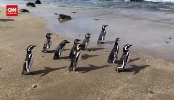 Sembilan Penguin Magellan Dilepaskan di Pesisir Chile