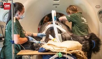 Gorila Jalani CT Scan Karena Sakit Perut dalam Momen Langka