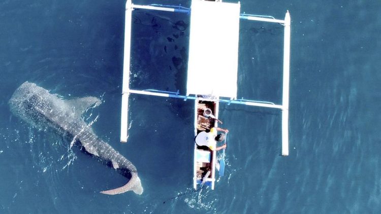 Konservasi Hiu Paus di Indonesia Tinjau Ketimpangan Tata Kelola dan Mitigasi