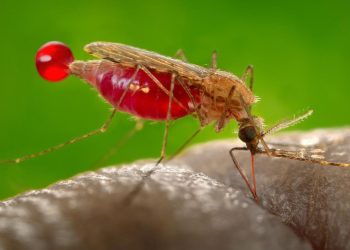 Fosil Larva Nyamuk Tertua Ditemukan Berusia 99 Juta Tahun