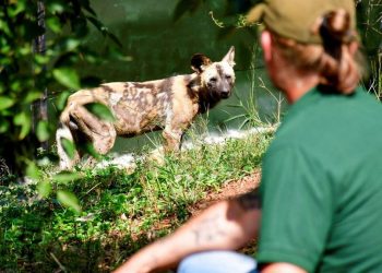 Anjing Liar Afrika Kembali ke Uganda Setelah Punah Selama Puluhan Tahun