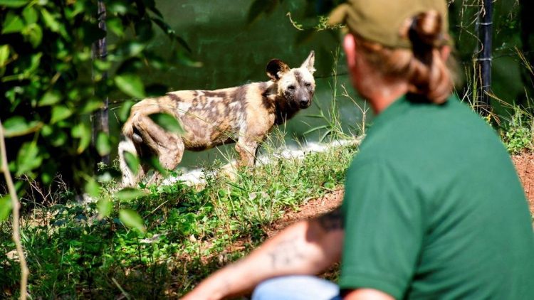 Anjing Liar Afrika Kembali ke Uganda Setelah Punah Selama Puluhan Tahun