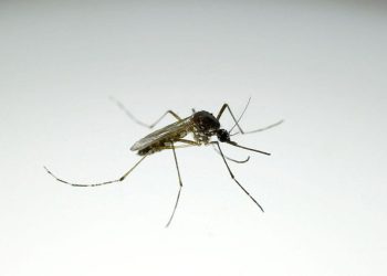 Pabrik Nyamuk Terbesar di Dunia Melawan Demam Berdarah di Brasil