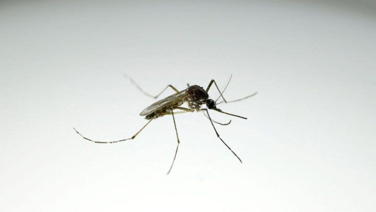 Pabrik Nyamuk Terbesar di Dunia Melawan Demam Berdarah di Brasil