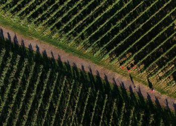 Dampak Krisis Iklim terhadap Petani Anggur di Jepang