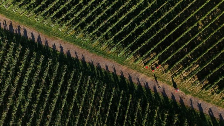 Dampak Krisis Iklim terhadap Petani Anggur di Jepang