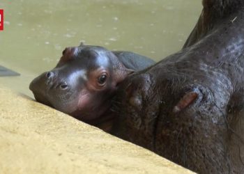 Bayi Kuda Nil Lahir Kembar di Berlin Satu di Antaranya Mati