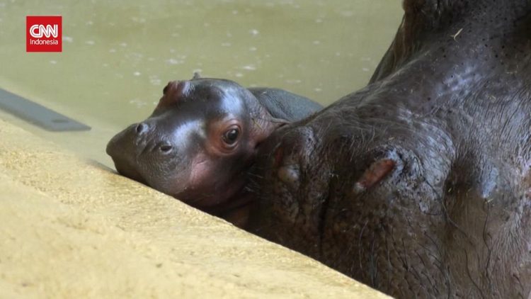 Bayi Kuda Nil Lahir Kembar di Berlin Satu di Antaranya Mati