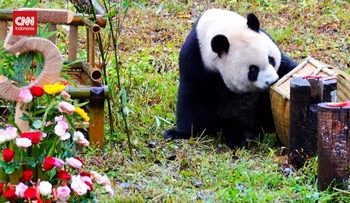 Perayaan Ulang Tahun ke-5 Panda Qin Hua yang Meriah di China