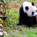 Perayaan Ulang Tahun ke-5 Panda Qin Hua yang Meriah di China